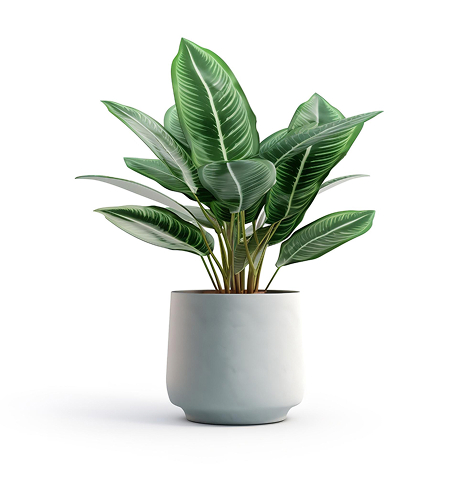 Start Türkisch house plant